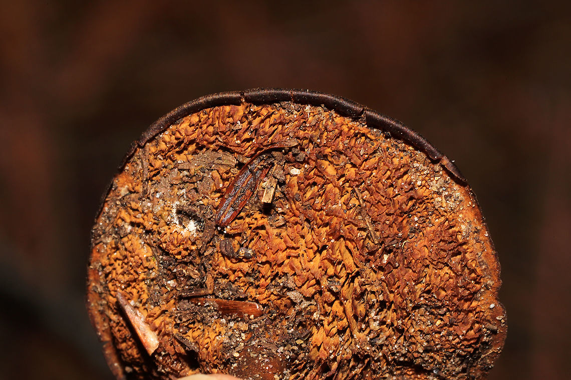 Brown Funnel Polypore (Coltricia perennis) Growing prolifically under Eastern hemlock and Norway spruce. Near a rivers&#039; edge.  My first time seeing these; pretty cool, even if they were a bit dried/frostbitten!<br />
<figure class="photo"><a href="https://www.jungledragon.com/image/125722/brown_funnel_polypore_coltricia_perennis.html" title="Brown Funnel Polypore (Coltricia perennis)"><img src="https://s3.amazonaws.com/media.jungledragon.com/images/3231/125722_thumb.jpg?AWSAccessKeyId=05GMT0V3GWVNE7GGM1R2&Expires=1767225610&Signature=i%2FxKGr2%2BegXiEycKLpysnvhXucs%3D" width="200" height="200" alt="Brown Funnel Polypore (Coltricia perennis) Growing prolifically under Eastern hemlock and Norway spruce. Near a rivers&#039; edge. My first time seeing these; pretty cool, even if they were a bit dried/frostbitten!<br />
https://www.jungledragon.com/image/125721/brown_funnel_polypore_coltricia_perennis.html Coltricia perennis,Fall,Geotagged,United States" /></a></figure> Coltricia perennis,Fall,Geotagged,United States