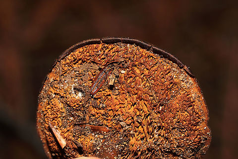 Brown Funnel Polypore (Coltricia perennis) Growing prolifically under Eastern hemlock and Norway spruce. Near a rivers' edge.  My first time seeing these; pretty cool, even if they were a bit dried/frostbitten!
https://www.jungledragon.com/image/125722/brown_funnel_polypore_coltricia_perennis.html Coltricia perennis,Fall,Geotagged,United States
