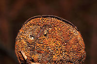 Brown Funnel Polypore (Coltricia perennis) Growing prolifically under Eastern hemlock and Norway spruce. Near a rivers' edge.  My first time seeing these; pretty cool, even if they were a bit dried/frostbitten!<br />
https://www.jungledragon.com/image/125722/brown_funnel_polypore_coltricia_perennis.html Coltricia perennis,Fall,Geotagged,United States