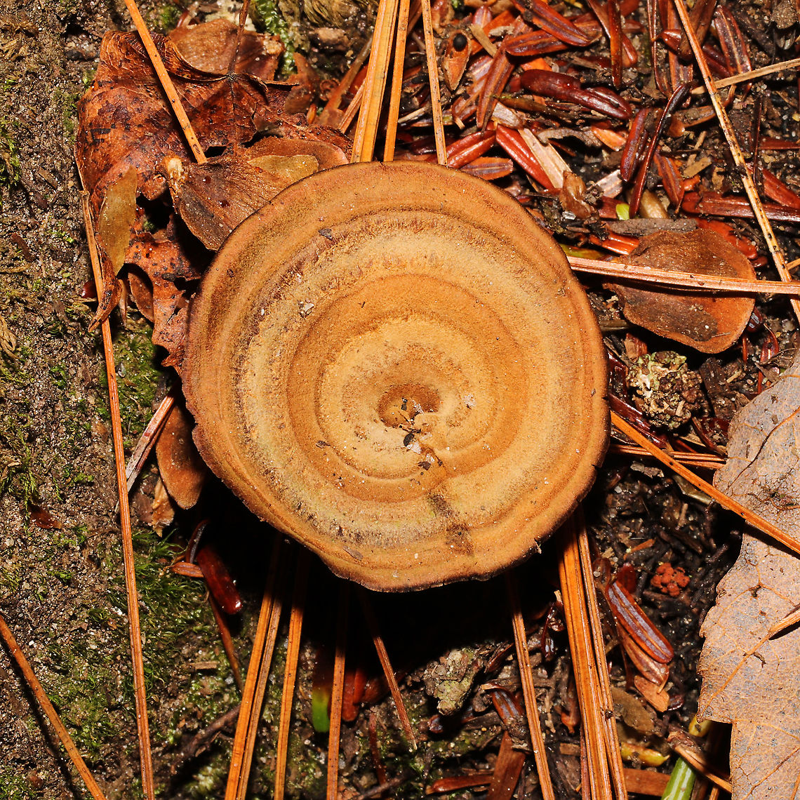 Brown Funnel Polypore (Coltricia perennis) Growing prolifically under Eastern hemlock and Norway spruce. Near a rivers&#039; edge. My first time seeing these; pretty cool, even if they were a bit dried/frostbitten!<br />
<figure class="photo"><a href="https://www.jungledragon.com/image/125721/brown_funnel_polypore_coltricia_perennis.html" title="Brown Funnel Polypore (Coltricia perennis)"><img src="https://s3.amazonaws.com/media.jungledragon.com/images/3231/125721_thumb.jpg?AWSAccessKeyId=05GMT0V3GWVNE7GGM1R2&Expires=1767225610&Signature=OUQYPevXkSR89Ec1nd6hFUbia2Q%3D" width="200" height="134" alt="Brown Funnel Polypore (Coltricia perennis) Growing prolifically under Eastern hemlock and Norway spruce. Near a rivers&#039; edge.  My first time seeing these; pretty cool, even if they were a bit dried/frostbitten!<br />
https://www.jungledragon.com/image/125722/brown_funnel_polypore_coltricia_perennis.html Coltricia perennis,Fall,Geotagged,United States" /></a></figure> Coltricia perennis,Fall,Geotagged,United States