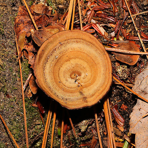 Brown Funnel Polypore