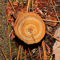 Brown Funnel Polypore (Coltricia perennis) Growing prolifically under Eastern hemlock and Norway spruce. Near a rivers' edge. My first time seeing these; pretty cool, even if they were a bit dried/frostbitten!<br />
https://www.jungledragon.com/image/125721/brown_funnel_polypore_coltricia_perennis.html Coltricia perennis,Fall,Geotagged,United States
