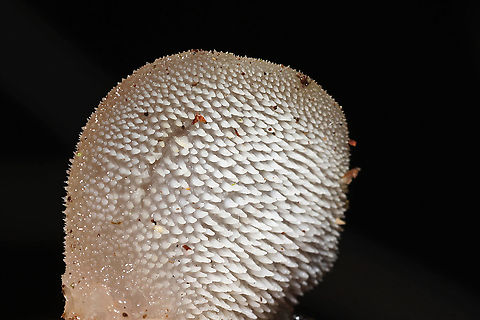 Pseudohydnum gelatinosum In a forest dominated by Eastern Hemlock, Eastern White Pine, and rhododendron. Growing on a rotting conifer stump.
If you have never experienced this beauty, it is something very special. The fertile surface feels like a combination of a gummy bear and a cat's tongue.
https://www.jungledragon.com/image/126645/pseudohydnum_gelatinosum.html
https://www.jungledragon.com/image/126644/pseudohydnum_gelatinosum.html Geotagged,Pseudohydnum gelatinosum,Psuedohydnum gelatinosum,United States,Winter