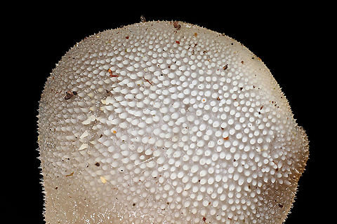 Pseudohydnum gelatinosum In a forest dominated by Eastern Hemlock, Eastern White Pine, and rhododendron. Growing on a rotting conifer stump.
If you have never experienced this beauty, it is something very special. The fertile surface feels like a combination of a gummy bear and a cat's tongue. 
https://www.jungledragon.com/image/126645/pseudohydnum_gelatinosum.html
https://www.jungledragon.com/image/126643/pseudohydnum_gelatinosum.html Geotagged,Pseudohydnum gelatinosum,Psuedohydnum gelatinosum,United States,Winter