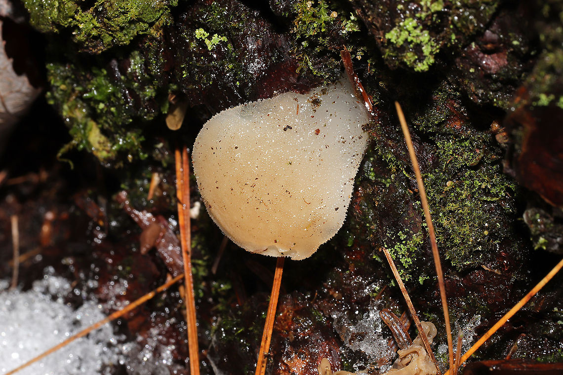 Pseudohydnum gelatinosum In a forest dominated by Eastern Hemlock, Eastern White Pine, and rhododendron. Growing on a rotting conifer stump.<br />
If you have never experienced this beauty, it is something very special. The fertile surface feels like a combination of a gummy bear and a cat's tongue. <br />
<figure class="photo"><a href="https://www.jungledragon.com/image/126644/pseudohydnum_gelatinosum.html" title="Pseudohydnum gelatinosum"><img src="https://s3.amazonaws.com/media.jungledragon.com/images/3231/126644_thumb.jpg?AWSAccessKeyId=05GMT0V3GWVNE7GGM1R2&Expires=1770854410&Signature=%2ByPd1ewxcMU5K%2FF3siC%2FwRou%2Fto%3D" width="200" height="134" alt="Pseudohydnum gelatinosum In a forest dominated by Eastern Hemlock, Eastern White Pine, and rhododendron. Growing on a rotting conifer stump.<br />
If you have never experienced this beauty, it is something very special. The fertile surface feels like a combination of a gummy bear and a cat's tongue. <br />
https://www.jungledragon.com/image/126645/pseudohydnum_gelatinosum.html<br />
https://www.jungledragon.com/image/126643/pseudohydnum_gelatinosum.html Geotagged,Pseudohydnum gelatinosum,Psuedohydnum gelatinosum,United States,Winter" /></a></figure><br />
<figure class="photo"><a href="https://www.jungledragon.com/image/126643/pseudohydnum_gelatinosum.html" title="Pseudohydnum gelatinosum"><img src="https://s3.amazonaws.com/media.jungledragon.com/images/3231/126643_thumb.jpg?AWSAccessKeyId=05GMT0V3GWVNE7GGM1R2&Expires=1770854410&Signature=y26wDgJF7bUNzI9qW3spBliqM1w%3D" width="200" height="134" alt="Pseudohydnum gelatinosum In a forest dominated by Eastern Hemlock, Eastern White Pine, and rhododendron. Growing on a rotting conifer stump.<br />
If you have never experienced this beauty, it is something very special. The fertile surface feels like a combination of a gummy bear and a cat's tongue.<br />
https://www.jungledragon.com/image/126645/pseudohydnum_gelatinosum.html<br />
https://www.jungledragon.com/image/126644/pseudohydnum_gelatinosum.html Geotagged,Pseudohydnum gelatinosum,Psuedohydnum gelatinosum,United States,Winter" /></a></figure> Geotagged,Pseudohydnum gelatinosum,Psuedohydnum gelatinosum,United States,Winter