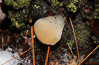 Pseudohydnum gelatinosum In a forest dominated by Eastern Hemlock, Eastern White Pine, and rhododendron. Growing on a rotting conifer stump.<br />
If you have never experienced this beauty, it is something very special. The fertile surface feels like a combination of a gummy bear and a cat's tongue. <br />
https://www.jungledragon.com/image/126644/pseudohydnum_gelatinosum.html<br />
https://www.jungledragon.com/image/126643/pseudohydnum_gelatinosum.html Geotagged,Pseudohydnum gelatinosum,Psuedohydnum gelatinosum,United States,Winter