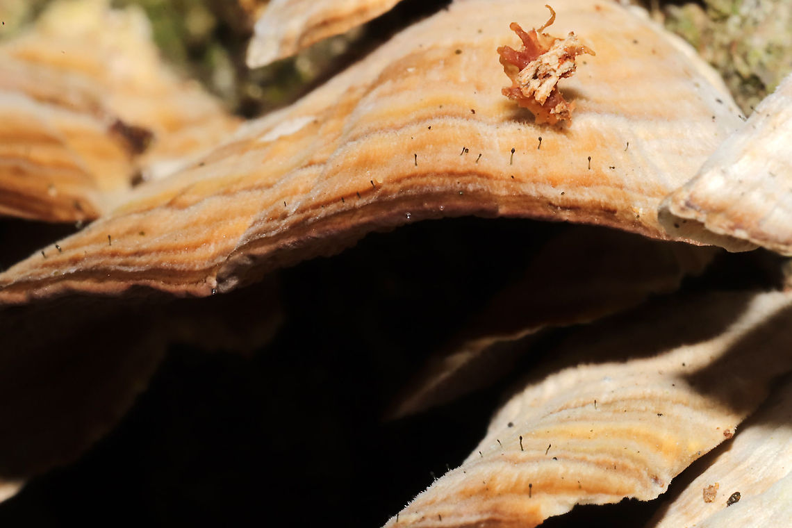 Fairy Pins (Phaeocalicium polyporaeum) Tiny black pinhead structures on the pilei of Trichaptum biforme. Phaeocalicium polyporaeum grows solely on T. biforme.<br />
<br />
Yet another bucketlist item. I have been scouring T. biforme for years searching for it. Little did I know that I couldn&#039;t even see them with my naked eye. Or maybe I need to get bifocals? LOL Fairy Pins,Geotagged,Phaeocalicium polyporaeum,United States,Winter