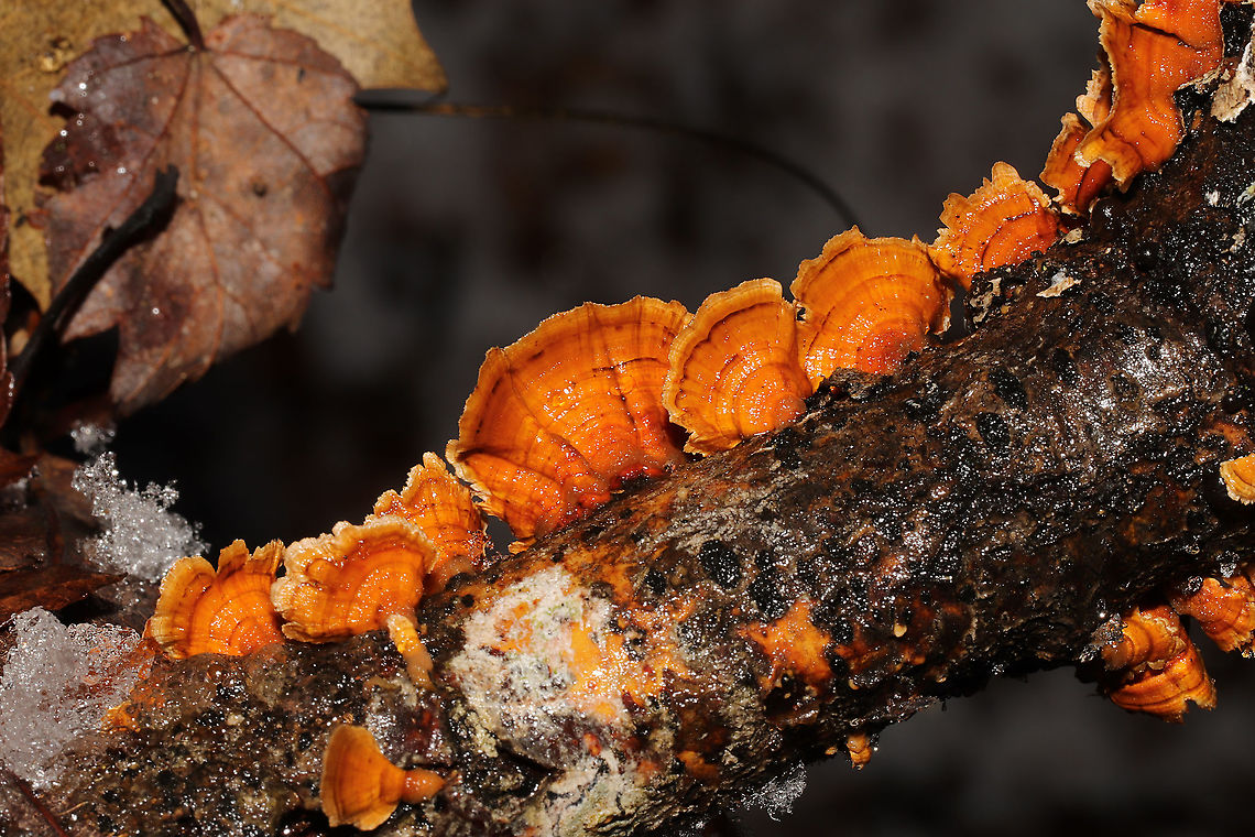 Crowded Parchment (Stereum complicatum) Growing on a fallen branch near the Natchaug River<br />
 Geotagged,Stereum rameale,United States,Winter