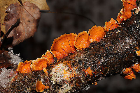 Crowded Parchment (Stereum complicatum) Growing on a fallen branch near the Natchaug River
 Geotagged,Stereum rameale,United States,Winter