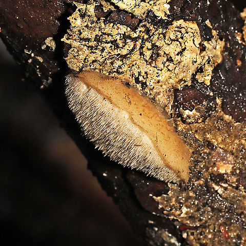 Postia ptychogaster? Tentative ID. There was some argument on whether this is Climacodon pulcherrimus or Postia ptychogaster. I'm scratching my head a bit over these fruiting bodies.  They were growing on a fallen conifer branch near a river (under mostly Eastern Hemlock). Windham County, Connecticut, US. December 2021.
The pilei were pale peach/cream and fuzzy (I almost thought they were P. nidulans until I looked below). Fertile surfaces had tooth-like pores (some looked quite toothed while others were in between a pored and toothed appearance). Texture was VERY soft and pliable. No odor.
https://www.jungledragon.com/image/126711/postia_ptychogaster.html Geotagged,Postia ptychogaster,United States,Winter
