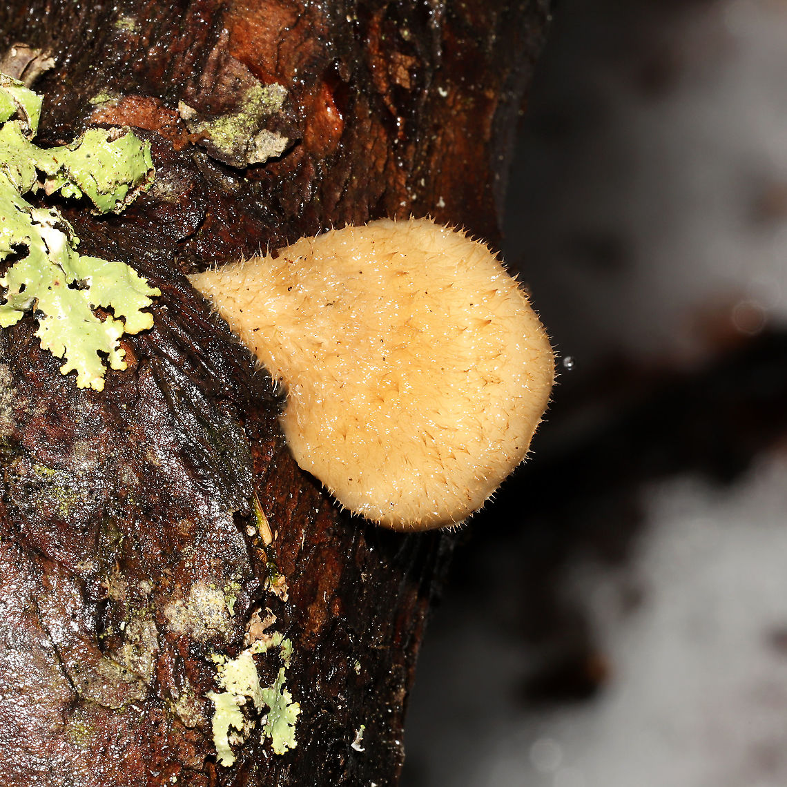 Postia ptychogaster? Tentative ID. There was some argument on whether this is Climacodon pulcherrimus or Postia ptychogaster. I'm scratching my head a bit over these fruiting bodies. They were growing on a fallen conifer branch near a river (under mostly Eastern Hemlock). Windham County, Connecticut, US. December 2021.<br />
The pilei were pale peach/cream and fuzzy (I almost thought they were P. nidulans until I looked below). Fertile surfaces had tooth-like pores (some looked quite toothed while others were in between a pored and toothed appearance). Texture was VERY soft and pliable. No odor.<br />
<figure class="photo"><a href="https://www.jungledragon.com/image/126710/postia_ptychogaster.html" title="Postia ptychogaster?"><img src="https://s3.amazonaws.com/media.jungledragon.com/images/3231/126710_thumb.jpg?AWSAccessKeyId=05GMT0V3GWVNE7GGM1R2&Expires=1770854410&Signature=g1g%2F1ak0Kj5gGxgasgblckG2na8%3D" width="200" height="200" alt="Postia ptychogaster? Tentative ID. There was some argument on whether this is Climacodon pulcherrimus or Postia ptychogaster. I'm scratching my head a bit over these fruiting bodies.  They were growing on a fallen conifer branch near a river (under mostly Eastern Hemlock). Windham County, Connecticut, US. December 2021.<br />
The pilei were pale peach/cream and fuzzy (I almost thought they were P. nidulans until I looked below). Fertile surfaces had tooth-like pores (some looked quite toothed while others were in between a pored and toothed appearance). Texture was VERY soft and pliable. No odor.<br />
https://www.jungledragon.com/image/126711/postia_ptychogaster.html Geotagged,Postia ptychogaster,United States,Winter" /></a></figure> Geotagged,Postia ptychogaster,United States,Winter