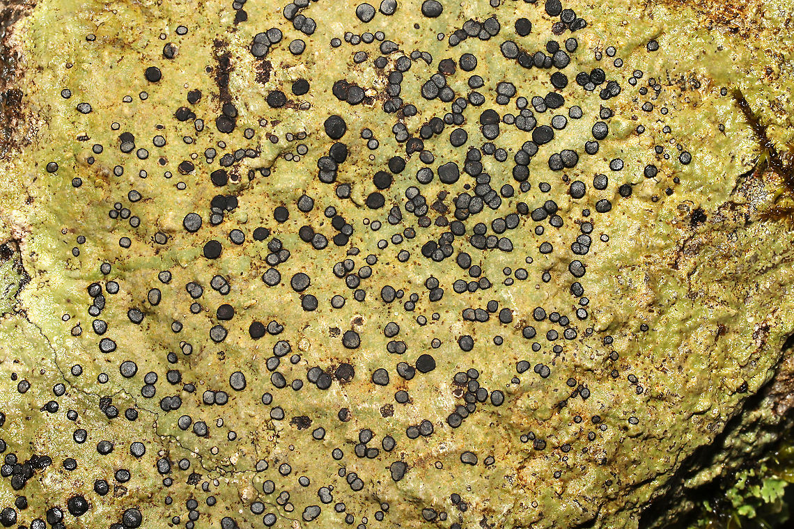 Porpidia albocaerulescens Growing on a large stone in an Eastern hemlock-dominant forest.<br />
 Geotagged,Porpidia albocaerulescens,Smokey-eyed Boulder Lichen,United States,Winter