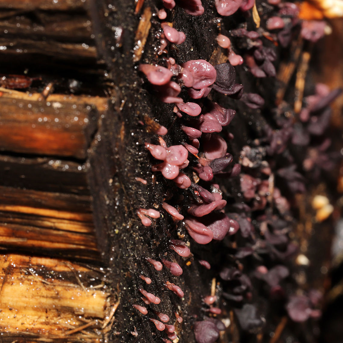 Ascocoryne sp. Anamorph stage of Ascocoryne sp. Growing on highly rotted wood in an Eastern hemlock-dominant forest.<br />
 Geotagged,United States,Winter