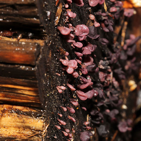 Ascocoryne sp. Anamorph stage of Ascocoryne sp. Growing on highly rotted wood in an Eastern hemlock-dominant forest.
 Geotagged,United States,Winter