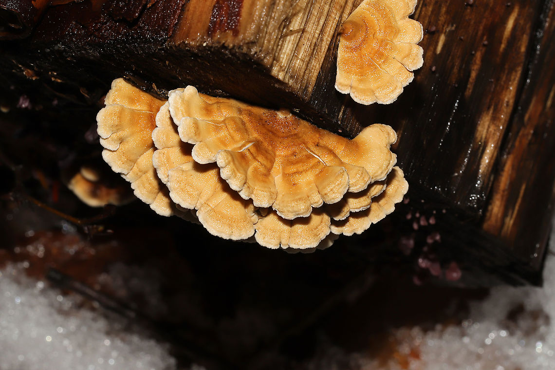 Crimped Gill (Plicaturopsis crispa) Growing on a fallen birch log at the edge of a stream.<br />
<figure class="photo"><a href="https://www.jungledragon.com/image/126716/crimped_gill_plicaturopsis_crispa.html" title="Crimped Gill (Plicaturopsis crispa)"><img src="https://s3.amazonaws.com/media.jungledragon.com/images/3231/126716_thumb.jpg?AWSAccessKeyId=05GMT0V3GWVNE7GGM1R2&Expires=1767225610&Signature=jwstQXXRs71uQAvCmD%2F6JruWQv8%3D" width="200" height="200" alt="Crimped Gill (Plicaturopsis crispa) Growing on a fallen birch log at the edge of a stream.<br />
https://www.jungledragon.com/image/126715/crimped_gill_plicaturopsis_crispa.html<br />
https://www.jungledragon.com/image/126717/crimped_gill_plicaturopsis_crispa.html Geotagged,Plicaturopsis crispa,United States,Winter" /></a></figure><br />
<figure class="photo"><a href="https://www.jungledragon.com/image/126717/crimped_gill_plicaturopsis_crispa.html" title="Crimped Gill (Plicaturopsis crispa)"><img src="https://s3.amazonaws.com/media.jungledragon.com/images/3231/126717_thumb.jpg?AWSAccessKeyId=05GMT0V3GWVNE7GGM1R2&Expires=1767225610&Signature=Kb9PfOsomD4T1sTqjMUDytCYEU4%3D" width="200" height="200" alt="Crimped Gill (Plicaturopsis crispa)  Growing on a fallen birch log at the edge of a stream. <br />
https://www.jungledragon.com/image/126715/crimped_gill_plicaturopsis_crispa.html<br />
https://www.jungledragon.com/image/126716/crimped_gill_plicaturopsis_crispa.html Geotagged,Plicaturopsis crispa,United States,Winter" /></a></figure> Geotagged,Plicaturopsis crispa,United States,Winter