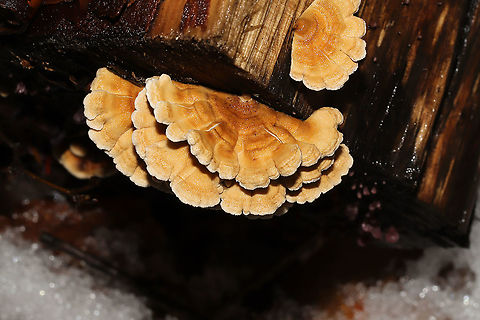 Crimped Gill (Plicaturopsis crispa) Growing on a fallen birch log at the edge of a stream.
https://www.jungledragon.com/image/126716/crimped_gill_plicaturopsis_crispa.html
https://www.jungledragon.com/image/126717/crimped_gill_plicaturopsis_crispa.html Geotagged,Plicaturopsis crispa,United States,Winter