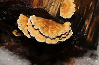 Crimped Gill (Plicaturopsis crispa) Growing on a fallen birch log at the edge of a stream.<br />
https://www.jungledragon.com/image/126716/crimped_gill_plicaturopsis_crispa.html<br />
https://www.jungledragon.com/image/126717/crimped_gill_plicaturopsis_crispa.html Geotagged,Plicaturopsis crispa,United States,Winter
