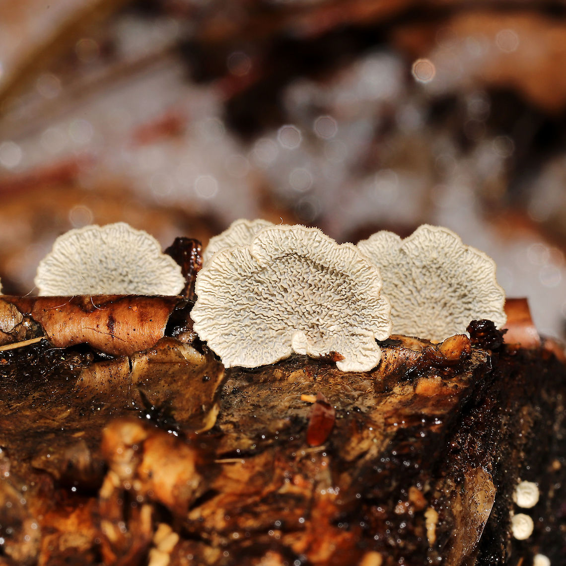 Crimped Gill (Plicaturopsis crispa) Growing on a fallen birch log at the edge of a stream.<br />
<figure class="photo"><a href="https://www.jungledragon.com/image/126715/crimped_gill_plicaturopsis_crispa.html" title="Crimped Gill (Plicaturopsis crispa)"><img src="https://s3.amazonaws.com/media.jungledragon.com/images/3231/126715_thumb.jpg?AWSAccessKeyId=05GMT0V3GWVNE7GGM1R2&Expires=1763596810&Signature=g1J8EM562psy6a9hRjDp8YaFn%2FE%3D" width="200" height="134" alt="Crimped Gill (Plicaturopsis crispa) Growing on a fallen birch log at the edge of a stream.<br />
https://www.jungledragon.com/image/126716/crimped_gill_plicaturopsis_crispa.html<br />
https://www.jungledragon.com/image/126717/crimped_gill_plicaturopsis_crispa.html Geotagged,Plicaturopsis crispa,United States,Winter" /></a></figure><br />
<figure class="photo"><a href="https://www.jungledragon.com/image/126717/crimped_gill_plicaturopsis_crispa.html" title="Crimped Gill (Plicaturopsis crispa)"><img src="https://s3.amazonaws.com/media.jungledragon.com/images/3231/126717_thumb.jpg?AWSAccessKeyId=05GMT0V3GWVNE7GGM1R2&Expires=1763596810&Signature=ZkxBFFkYTUM%2FVihJNKg32ZjJig4%3D" width="200" height="200" alt="Crimped Gill (Plicaturopsis crispa)  Growing on a fallen birch log at the edge of a stream. <br />
https://www.jungledragon.com/image/126715/crimped_gill_plicaturopsis_crispa.html<br />
https://www.jungledragon.com/image/126716/crimped_gill_plicaturopsis_crispa.html Geotagged,Plicaturopsis crispa,United States,Winter" /></a></figure> Geotagged,Plicaturopsis crispa,United States,Winter