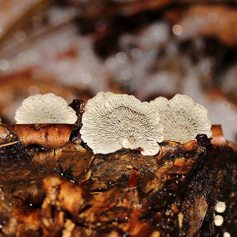Crimped Gill (Plicaturopsis crispa) Growing on a fallen birch log at the edge of a stream.
https://www.jungledragon.com/image/126715/crimped_gill_plicaturopsis_crispa.html
https://www.jungledragon.com/image/126717/crimped_gill_plicaturopsis_crispa.html Geotagged,Plicaturopsis crispa,United States,Winter