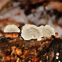 Crimped Gill (Plicaturopsis crispa) Growing on a fallen birch log at the edge of a stream.<br />
https://www.jungledragon.com/image/126715/crimped_gill_plicaturopsis_crispa.html<br />
https://www.jungledragon.com/image/126717/crimped_gill_plicaturopsis_crispa.html Geotagged,Plicaturopsis crispa,United States,Winter
