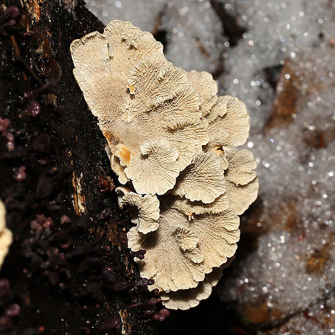 Crimped Gill (Plicaturopsis crispa)  Growing on a fallen birch log at the edge of a stream. 
https://www.jungledragon.com/image/126715/crimped_gill_plicaturopsis_crispa.html
https://www.jungledragon.com/image/126716/crimped_gill_plicaturopsis_crispa.html Geotagged,Plicaturopsis crispa,United States,Winter