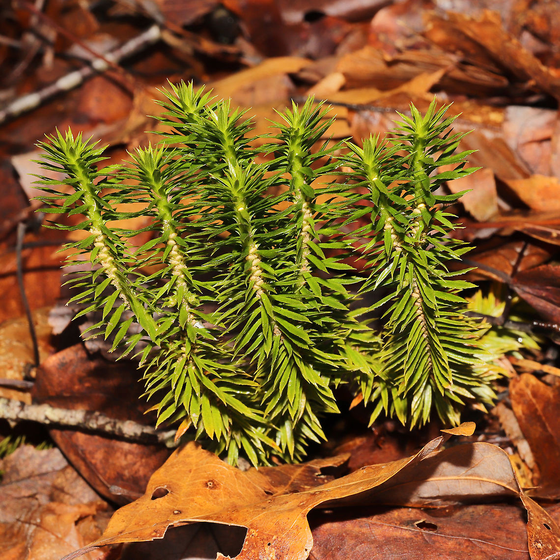 Shining Firmoss (Huperzia lucidula) Growing in leaf litter on a forested trail<br />
<figure class="photo"><a href="https://www.jungledragon.com/image/126788/shining_firmoss_huperzia_lucidula.html" title="Shining Firmoss (Huperzia lucidula)"><img src="https://s3.amazonaws.com/media.jungledragon.com/images/3231/126788_thumb.jpg?AWSAccessKeyId=05GMT0V3GWVNE7GGM1R2&Expires=1759968010&Signature=wQ0FkrthGWOTKICVjBl92GOwsMo%3D" width="102" height="152" alt="Shining Firmoss (Huperzia lucidula) Growing in leaf litter on a forested trail<br />
https://www.jungledragon.com/image/126787/shining_firmoss_huperzia_lucidula.html Geotagged,Huperzia lucidula,Shining Firmoss,United States,Winter" /></a></figure> Geotagged,Huperzia lucidula,Shining Firmoss,United States,Winter