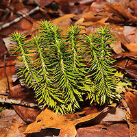 Shining Firmoss (Huperzia lucidula) Growing in leaf litter on a forested trail<br />
https://www.jungledragon.com/image/126788/shining_firmoss_huperzia_lucidula.html Geotagged,Huperzia lucidula,Shining Firmoss,United States,Winter