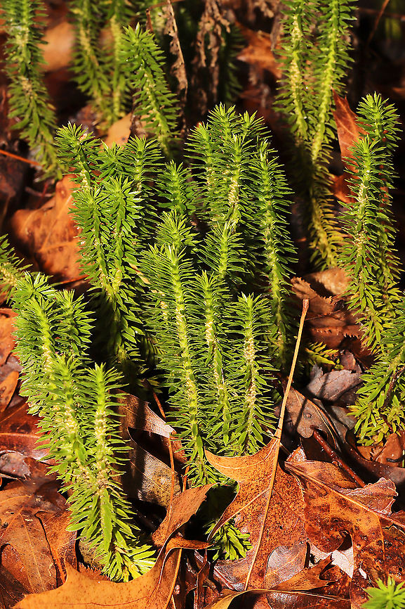 Shining Firmoss (Huperzia lucidula) Growing in leaf litter on a forested trail<br />
<figure class="photo"><a href="https://www.jungledragon.com/image/126787/shining_firmoss_huperzia_lucidula.html" title="Shining Firmoss (Huperzia lucidula)"><img src="https://s3.amazonaws.com/media.jungledragon.com/images/3231/126787_thumb.jpg?AWSAccessKeyId=05GMT0V3GWVNE7GGM1R2&Expires=1759968010&Signature=Yo3Be7kqQHkP7AKjRWnDkkCIvZw%3D" width="200" height="200" alt="Shining Firmoss (Huperzia lucidula) Growing in leaf litter on a forested trail<br />
https://www.jungledragon.com/image/126788/shining_firmoss_huperzia_lucidula.html Geotagged,Huperzia lucidula,Shining Firmoss,United States,Winter" /></a></figure> Geotagged,Huperzia lucidula,Shining Firmoss,United States,Winter