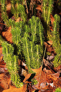 Shining Firmoss (Huperzia lucidula) Growing in leaf litter on a forested trail
https://www.jungledragon.com/image/126787/shining_firmoss_huperzia_lucidula.html Geotagged,Huperzia lucidula,Shining Firmoss,United States,Winter
