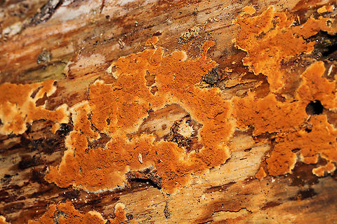 Botryobasidium sp. - Possibly Botryobasidium aureum Not sure how to differentiate between Botryobasidium aureum and B simile, so will leave it at genus level for now. Growing on decorticated conifer (Pinus strobus likely) near a pond.
 Geotagged,Phaeotremella frondosa,United States,Winter