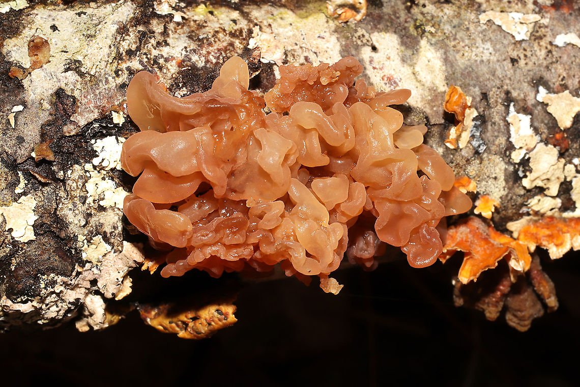 Phaeotremella frondosa Growing on hardwood alongside Stereum complicatum.<br />
 Geotagged,Phaeotremella frondosa,United States,Winter