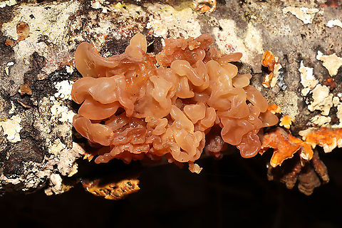 Phaeotremella frondosa Growing on hardwood alongside Stereum complicatum.
 Geotagged,Phaeotremella frondosa,United States,Winter