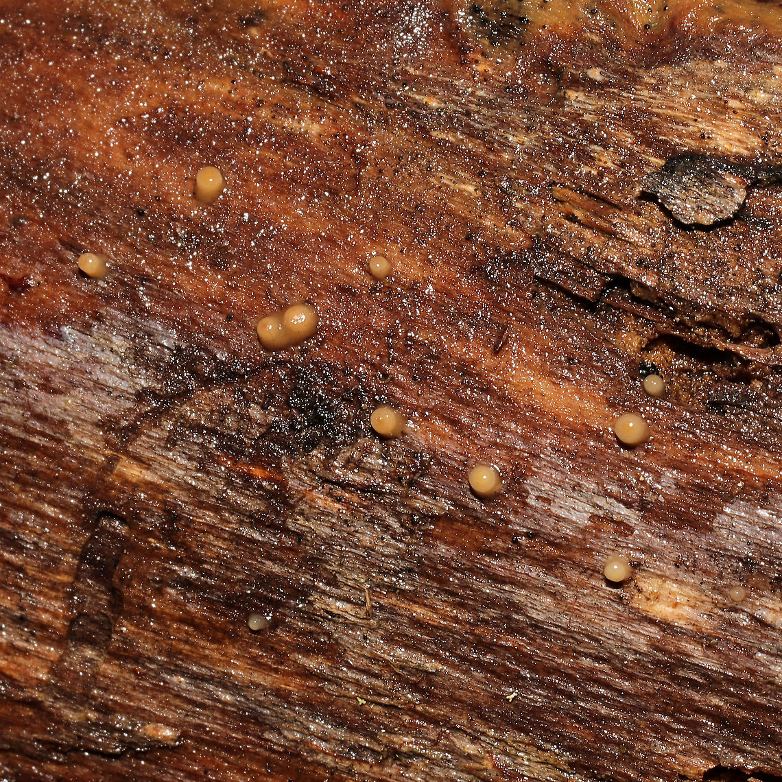 Helicogloea compressa Growing on decorticated wood on a densely forested trail.<br />
<figure class="photo"><a href="https://www.jungledragon.com/image/126839/helicogloea_compressa.html" title="Helicogloea compressa"><img src="https://s3.amazonaws.com/media.jungledragon.com/images/3231/126839_thumb.jpg?AWSAccessKeyId=05GMT0V3GWVNE7GGM1R2&Expires=1759968010&Signature=jHBVj1RkESx%2F6t0nI0o%2B6frrjkQ%3D" width="200" height="134" alt="Helicogloea compressa Growing on decorticated wood on a densely forested trail. <br />
https://www.jungledragon.com/image/126838/helicogloea_compressa.html Geotagged,Helicogloea compressa,United States,Winter" /></a></figure> Geotagged,Helicogloea compressa,United States,Winter