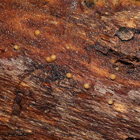 Helicogloea compressa Growing on decorticated wood on a densely forested trail.
https://www.jungledragon.com/image/126839/helicogloea_compressa.html Geotagged,Helicogloea compressa,United States,Winter