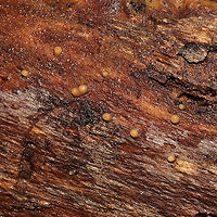 Helicogloea compressa Growing on decorticated wood on a densely forested trail.<br />
https://www.jungledragon.com/image/126839/helicogloea_compressa.html Geotagged,Helicogloea compressa,United States,Winter
