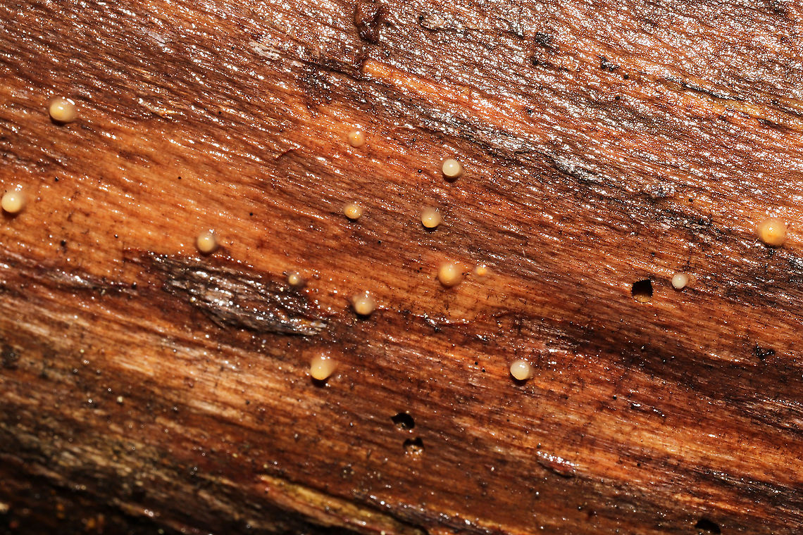 Helicogloea compressa Growing on decorticated wood on a densely forested trail. <br />
<figure class="photo"><a href="https://www.jungledragon.com/image/126838/helicogloea_compressa.html" title="Helicogloea compressa"><img src="https://s3.amazonaws.com/media.jungledragon.com/images/3231/126838_thumb.jpg?AWSAccessKeyId=05GMT0V3GWVNE7GGM1R2&Expires=1770854410&Signature=XA2eood5wv6lEAKO1JJ%2F%2FY1YUkk%3D" width="200" height="200" alt="Helicogloea compressa Growing on decorticated wood on a densely forested trail.<br />
https://www.jungledragon.com/image/126839/helicogloea_compressa.html Geotagged,Helicogloea compressa,United States,Winter" /></a></figure> Geotagged,Helicogloea compressa,United States,Winter