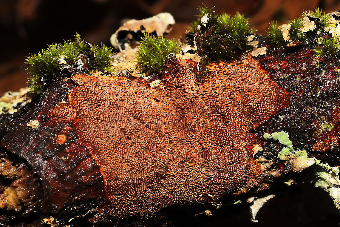 Unknown Polypore Growing on a rotting birch branch on a forested trail<br />
<figure class="photo"><a href="https://www.jungledragon.com/image/126841/unknown_polypore.html" title="Unknown Polypore"><img src="https://s3.amazonaws.com/media.jungledragon.com/images/3231/126841_thumb.jpg?AWSAccessKeyId=05GMT0V3GWVNE7GGM1R2&Expires=1759968010&Signature=URqruk7gv6hcwb9ckcUhxpiE%2Fdk%3D" width="200" height="134" alt="Unknown Polypore Growing on a rotting birch branch on a forested trail<br />
https://www.jungledragon.com/image/126840/unknown_polypore.html<br />
 Geotagged,United States,Winter" /></a></figure> Geotagged,United States,Winter
