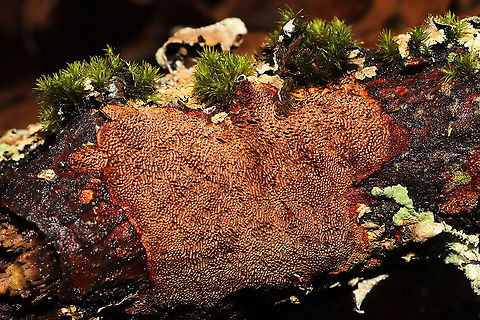 Unknown Polypore Growing on a rotting birch branch on a forested trail
https://www.jungledragon.com/image/126841/unknown_polypore.html Geotagged,United States,Winter