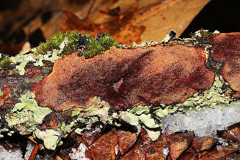 Unknown Polypore Growing on a rotting birch branch on a forested trail
https://www.jungledragon.com/image/126840/unknown_polypore.html
 Geotagged,United States,Winter