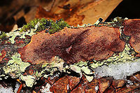 Unknown Polypore Growing on a rotting birch branch on a forested trail<br />
https://www.jungledragon.com/image/126840/unknown_polypore.html<br />
 Geotagged,United States,Winter