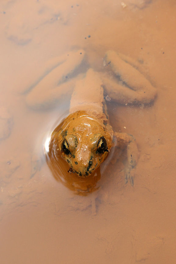 Pickerel Frog (Lithobates palustris) Having a Mud Bath Another frog rescued from muddy pits (some residential construction) at the edge of a dense mixed hardwood/coniferous forest in NW Georgia (Gordon County), US. July 17, 2018. It seemed rather happy in the mud, and I felt bad about having to take its new home! This particular frog thought it could hide in the mud! So cute!<br />
<br />
<figure class="photo"><a href="https://www.jungledragon.com/image/63230/pickerel_frog_lithobates_palustris_having_a_mud_bath.html" title="Pickerel Frog (Lithobates palustris) Having a Mud Bath"><img src="https://s3.amazonaws.com/media.jungledragon.com/images/3231/63230_thumb.jpg?AWSAccessKeyId=05GMT0V3GWVNE7GGM1R2&Expires=1759968010&Signature=%2Fyt%2Fmwx3kMi3SLMm2WN4Zy5uoTg%3D" width="200" height="134" alt="Pickerel Frog (Lithobates palustris) Having a Mud Bath Another frog rescued from muddy pits (some residential construction) at the edge of a dense mixed hardwood/coniferous forest in NW Georgia (Gordon County), US. July 17, 2018. It seemed rather happy in the mud, and I felt bad about having to take its new home! This particular frog thought it could hide in the mud! So cute!<br />
https://www.jungledragon.com/image/63231/southern_leopard_frog_lithobates_sphenocephalus_having_a_mud_bath.html<br />
https://www.jungledragon.com/image/126878/pickerel_frog_lithobates_palustris_having_a_mud_bath.html Geotagged,Lithobates palustris,Lithobates sphenocephalus,Pickerel frog,Summer,United States,amphibian,amphibians,frog,frogs,leopard frog,lithobates,southern leopard frog" /></a></figure><br />
<figure class="photo"><a href="https://www.jungledragon.com/image/63231/pickerel_frog_lithobates_palustris_having_a_mud_bath.html" title="Pickerel Frog (Lithobates palustris) Having a Mud Bath"><img src="https://s3.amazonaws.com/media.jungledragon.com/images/3231/63231_thumb.jpg?AWSAccessKeyId=05GMT0V3GWVNE7GGM1R2&Expires=1759968010&Signature=bXJfVso6DoUMfKvprc13gNv4Dq8%3D" width="200" height="134" alt="Pickerel Frog (Lithobates palustris) Having a Mud Bath Another frog rescued from muddy pits (some residential construction) at the edge of a dense mixed hardwood/coniferous forest in NW Georgia (Gordon County), US. July 17, 2018. It seemed rather happy in the mud, and I felt bad about having to take its new home! This particular frog thought it could hide in the mud! So cute!<br />
<br />
https://www.jungledragon.com/image/63230/southern_leopard_frog_lithobates_sphenocephalus_having_a_mud_bath.html<br />
https://www.jungledragon.com/image/126878/pickerel_frog_lithobates_palustris_having_a_mud_bath.html Geotagged,Lithobates palustris,Lithobates sphenocephalus,Pickerel frog,Summer,United States,amphibian,amphibians,frog,frogs,leopard frog,lithobates,southern leopard frog" /></a></figure> Geotagged,Lithobates palustris,Pickerel frog,Summer,United States