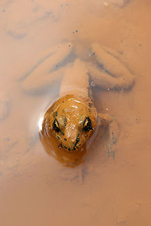 Pickerel Frog (Lithobates palustris) Having a Mud Bath Another frog rescued from muddy pits (some residential construction) at the edge of a dense mixed hardwood/coniferous forest in NW Georgia (Gordon County), US. July 17, 2018. It seemed rather happy in the mud, and I felt bad about having to take its new home! This particular frog thought it could hide in the mud! So cute!
https://www.jungledragon.com/image/63230/pickerel_frog_lithobates_palustris_having_a_mud_bath.html
https://www.jungledragon.com/image/63231/pickerel_frog_lithobates_palustris_having_a_mud_bath.html Geotagged,Lithobates palustris,Pickerel frog,Summer,United States