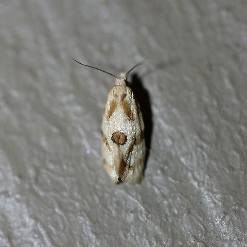 Aethes sp. At porch lights in a suburban area.
 Aethes argentilimitana,Fall,Geotagged,Silver-spotted Aethes,United States