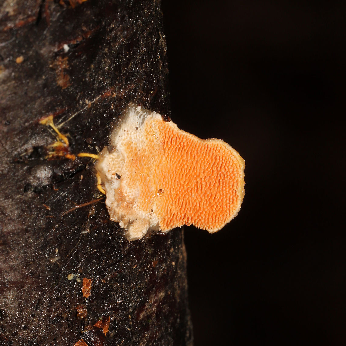 Steccherinum bourdotii Growing on a fallen, rotting birch branch on a forested path. Forming reflexed, well-developed caps. Red staining on some of the older fruiting bodies.<br />
<figure class="photo"><a href="https://www.jungledragon.com/image/126957/steccherinum_bourdotii.html" title="Steccherinum bourdotii"><img src="https://s3.amazonaws.com/media.jungledragon.com/images/3231/126957_thumb.jpg?AWSAccessKeyId=05GMT0V3GWVNE7GGM1R2&Expires=1770854410&Signature=AhwB0Exs%2B0W0WfW5vAEZM34ZZF0%3D" width="102" height="152" alt="Steccherinum bourdotii Growing on a fallen, rotting birch branch on a forested path. Forming reflexed, well-developed caps. Red staining on some of the older fruiting bodies. <br />
https://www.jungledragon.com/image/126956/steccherinum_bourdotii.html<br />
https://www.jungledragon.com/image/126955/steccherinum_bourdotii.html<br />
https://www.jungledragon.com/image/126954/steccherinum_bourdotii.html Geotagged,Steccherinum bourdotii,United States,Winter" /></a></figure><br />
<figure class="photo"><a href="https://www.jungledragon.com/image/126955/steccherinum_bourdotii.html" title="Steccherinum bourdotii"><img src="https://s3.amazonaws.com/media.jungledragon.com/images/3231/126955_thumb.jpg?AWSAccessKeyId=05GMT0V3GWVNE7GGM1R2&Expires=1770854410&Signature=oPBK7P7qkx%2BbukKsaZgAIydw9v0%3D" width="200" height="200" alt="Steccherinum bourdotii Growing on a fallen, rotting birch branch on a forested path. Forming reflexed, well-developed caps. Red staining on some of the older fruiting bodies. <br />
https://www.jungledragon.com/image/126957/steccherinum_bourdotii.html<br />
https://www.jungledragon.com/image/126956/steccherinum_bourdotii.html<br />
https://www.jungledragon.com/image/126954/steccherinum_bourdotii.html Geotagged,Steccherinum bourdotii,United States,Winter" /></a></figure><br />
<figure class="photo"><a href="https://www.jungledragon.com/image/126956/steccherinum_bourdotii.html" title="Steccherinum bourdotii"><img src="https://s3.amazonaws.com/media.jungledragon.com/images/3231/126956_thumb.jpg?AWSAccessKeyId=05GMT0V3GWVNE7GGM1R2&Expires=1770854410&Signature=r7jCCftq7cq%2FvX3euuPqnV%2Bg2o4%3D" width="200" height="200" alt="Steccherinum bourdotii Growing on a fallen, rotting birch branch on a forested path. Forming reflexed, well-developed caps. Red staining on some of the older fruiting bodies. <br />
https://www.jungledragon.com/image/126957/steccherinum_bourdotii.html<br />
https://www.jungledragon.com/image/126955/steccherinum_bourdotii.html<br />
https://www.jungledragon.com/image/126954/steccherinum_bourdotii.html Geotagged,Steccherinum bourdotii,United States,Winter" /></a></figure> Geotagged,Steccherinum bourdotii,United States,Winter