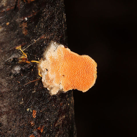 Steccherinum bourdotii Growing on a fallen, rotting birch branch on a forested path. Forming reflexed, well-developed caps. Red staining on some of the older fruiting bodies.
https://www.jungledragon.com/image/126957/steccherinum_bourdotii.html
https://www.jungledragon.com/image/126955/steccherinum_bourdotii.html
https://www.jungledragon.com/image/126956/steccherinum_bourdotii.html Geotagged,Steccherinum bourdotii,United States,Winter