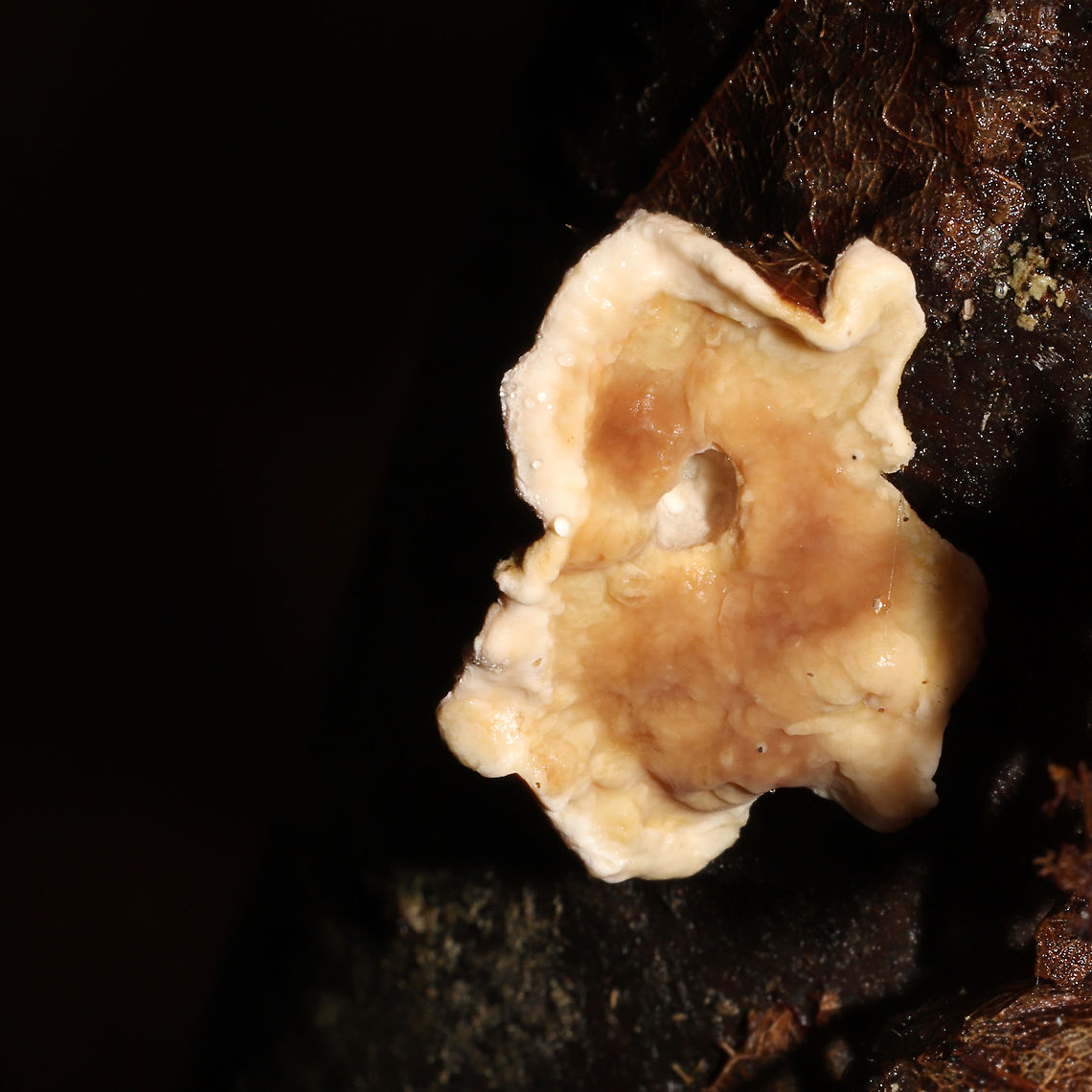 Steccherinum bourdotii Growing on a fallen, rotting birch branch on a forested path. Forming reflexed, well-developed caps. Red staining on some of the older fruiting bodies. <br />
<figure class="photo"><a href="https://www.jungledragon.com/image/126957/steccherinum_bourdotii.html" title="Steccherinum bourdotii"><img src="https://s3.amazonaws.com/media.jungledragon.com/images/3231/126957_thumb.jpg?AWSAccessKeyId=05GMT0V3GWVNE7GGM1R2&Expires=1770854410&Signature=AhwB0Exs%2B0W0WfW5vAEZM34ZZF0%3D" width="102" height="152" alt="Steccherinum bourdotii Growing on a fallen, rotting birch branch on a forested path. Forming reflexed, well-developed caps. Red staining on some of the older fruiting bodies. <br />
https://www.jungledragon.com/image/126956/steccherinum_bourdotii.html<br />
https://www.jungledragon.com/image/126955/steccherinum_bourdotii.html<br />
https://www.jungledragon.com/image/126954/steccherinum_bourdotii.html Geotagged,Steccherinum bourdotii,United States,Winter" /></a></figure><br />
<figure class="photo"><a href="https://www.jungledragon.com/image/126956/steccherinum_bourdotii.html" title="Steccherinum bourdotii"><img src="https://s3.amazonaws.com/media.jungledragon.com/images/3231/126956_thumb.jpg?AWSAccessKeyId=05GMT0V3GWVNE7GGM1R2&Expires=1770854410&Signature=r7jCCftq7cq%2FvX3euuPqnV%2Bg2o4%3D" width="200" height="200" alt="Steccherinum bourdotii Growing on a fallen, rotting birch branch on a forested path. Forming reflexed, well-developed caps. Red staining on some of the older fruiting bodies. <br />
https://www.jungledragon.com/image/126957/steccherinum_bourdotii.html<br />
https://www.jungledragon.com/image/126955/steccherinum_bourdotii.html<br />
https://www.jungledragon.com/image/126954/steccherinum_bourdotii.html Geotagged,Steccherinum bourdotii,United States,Winter" /></a></figure><br />
<figure class="photo"><a href="https://www.jungledragon.com/image/126954/steccherinum_bourdotii.html" title="Steccherinum bourdotii"><img src="https://s3.amazonaws.com/media.jungledragon.com/images/3231/126954_thumb.jpg?AWSAccessKeyId=05GMT0V3GWVNE7GGM1R2&Expires=1770854410&Signature=aICPp%2BYWl69uTWP1ZL%2FQzgYDTSo%3D" width="200" height="200" alt="Steccherinum bourdotii Growing on a fallen, rotting birch branch on a forested path. Forming reflexed, well-developed caps. Red staining on some of the older fruiting bodies.<br />
https://www.jungledragon.com/image/126957/steccherinum_bourdotii.html<br />
https://www.jungledragon.com/image/126955/steccherinum_bourdotii.html<br />
https://www.jungledragon.com/image/126956/steccherinum_bourdotii.html Geotagged,Steccherinum bourdotii,United States,Winter" /></a></figure> Geotagged,Steccherinum bourdotii,United States,Winter