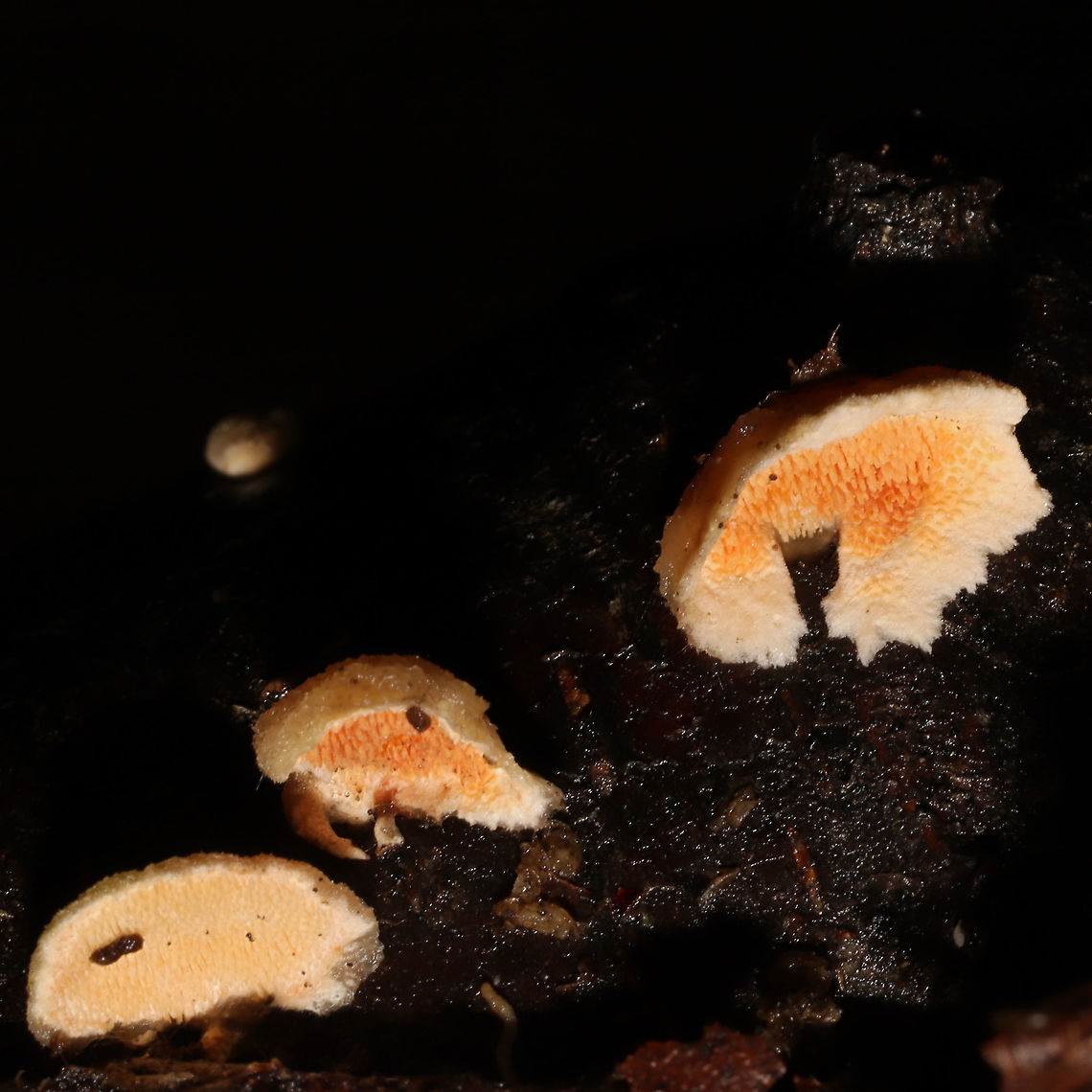 Steccherinum bourdotii Growing on a fallen, rotting birch branch on a forested path. Forming reflexed, well-developed caps. Red staining on some of the older fruiting bodies. <br />
<figure class="photo"><a href="https://www.jungledragon.com/image/126957/steccherinum_bourdotii.html" title="Steccherinum bourdotii"><img src="https://s3.amazonaws.com/media.jungledragon.com/images/3231/126957_thumb.jpg?AWSAccessKeyId=05GMT0V3GWVNE7GGM1R2&Expires=1770854410&Signature=AhwB0Exs%2B0W0WfW5vAEZM34ZZF0%3D" width="102" height="152" alt="Steccherinum bourdotii Growing on a fallen, rotting birch branch on a forested path. Forming reflexed, well-developed caps. Red staining on some of the older fruiting bodies. <br />
https://www.jungledragon.com/image/126956/steccherinum_bourdotii.html<br />
https://www.jungledragon.com/image/126955/steccherinum_bourdotii.html<br />
https://www.jungledragon.com/image/126954/steccherinum_bourdotii.html Geotagged,Steccherinum bourdotii,United States,Winter" /></a></figure><br />
<figure class="photo"><a href="https://www.jungledragon.com/image/126955/steccherinum_bourdotii.html" title="Steccherinum bourdotii"><img src="https://s3.amazonaws.com/media.jungledragon.com/images/3231/126955_thumb.jpg?AWSAccessKeyId=05GMT0V3GWVNE7GGM1R2&Expires=1770854410&Signature=oPBK7P7qkx%2BbukKsaZgAIydw9v0%3D" width="200" height="200" alt="Steccherinum bourdotii Growing on a fallen, rotting birch branch on a forested path. Forming reflexed, well-developed caps. Red staining on some of the older fruiting bodies. <br />
https://www.jungledragon.com/image/126957/steccherinum_bourdotii.html<br />
https://www.jungledragon.com/image/126956/steccherinum_bourdotii.html<br />
https://www.jungledragon.com/image/126954/steccherinum_bourdotii.html Geotagged,Steccherinum bourdotii,United States,Winter" /></a></figure><br />
<figure class="photo"><a href="https://www.jungledragon.com/image/126954/steccherinum_bourdotii.html" title="Steccherinum bourdotii"><img src="https://s3.amazonaws.com/media.jungledragon.com/images/3231/126954_thumb.jpg?AWSAccessKeyId=05GMT0V3GWVNE7GGM1R2&Expires=1770854410&Signature=aICPp%2BYWl69uTWP1ZL%2FQzgYDTSo%3D" width="200" height="200" alt="Steccherinum bourdotii Growing on a fallen, rotting birch branch on a forested path. Forming reflexed, well-developed caps. Red staining on some of the older fruiting bodies.<br />
https://www.jungledragon.com/image/126957/steccherinum_bourdotii.html<br />
https://www.jungledragon.com/image/126955/steccherinum_bourdotii.html<br />
https://www.jungledragon.com/image/126956/steccherinum_bourdotii.html Geotagged,Steccherinum bourdotii,United States,Winter" /></a></figure> Geotagged,Steccherinum bourdotii,United States,Winter