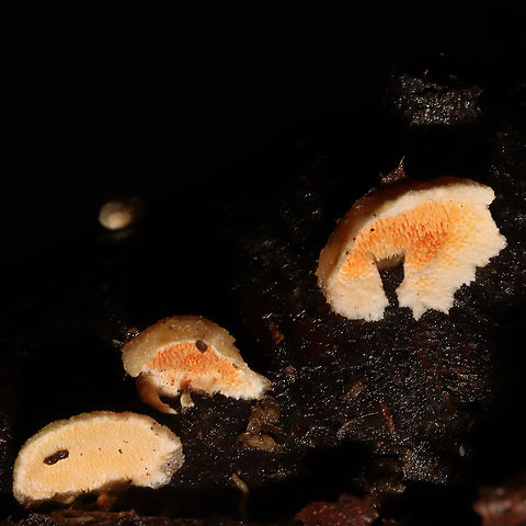 Steccherinum bourdotii Growing on a fallen, rotting birch branch on a forested path. Forming reflexed, well-developed caps. Red staining on some of the older fruiting bodies. 
https://www.jungledragon.com/image/126957/steccherinum_bourdotii.html
https://www.jungledragon.com/image/126955/steccherinum_bourdotii.html
https://www.jungledragon.com/image/126954/steccherinum_bourdotii.html Geotagged,Steccherinum bourdotii,United States,Winter