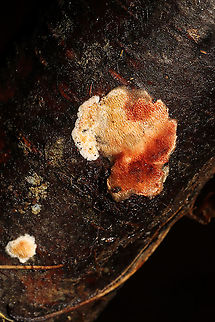 Steccherinum bourdotii Growing on a fallen, rotting birch branch on a forested path. Forming reflexed, well-developed caps. Red staining on some of the older fruiting bodies. 
https://www.jungledragon.com/image/126956/steccherinum_bourdotii.html
https://www.jungledragon.com/image/126955/steccherinum_bourdotii.html
https://www.jungledragon.com/image/126954/steccherinum_bourdotii.html Geotagged,Steccherinum bourdotii,United States,Winter