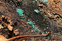 Turquoise Elfcups (Chlorociboria sp.) Growing on rotting birch<br />
 Geotagged,United States,Winter